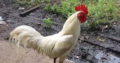 ayam jago putih setia hati